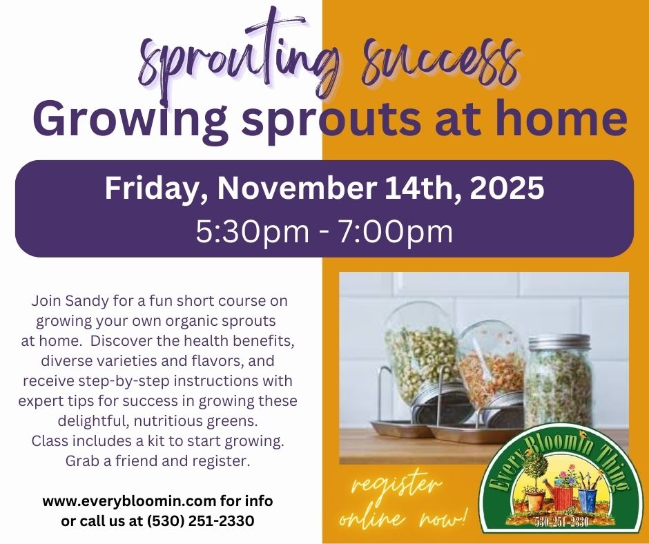Sprouting Success: Growing Sprouts at Home with Sandy